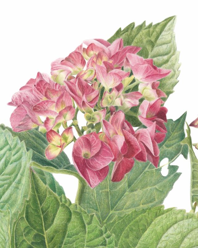 Hydrangea macrophylla